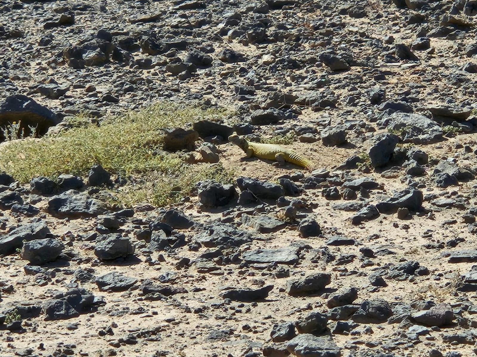 Hotel Bivouac Cote-Iriki Foum Zguid Esterno foto